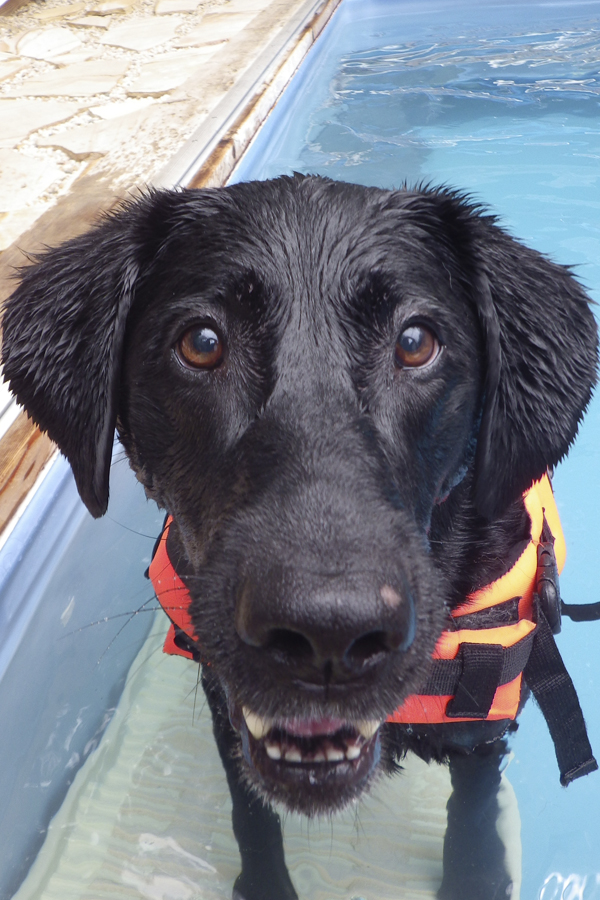 Black Lab Roxy